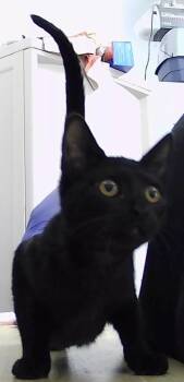 Etta -  Domestic Short Hair Cat for Adoption in Dayton, Minnesota - Etta | PetCurious