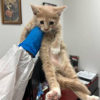 Finn -  Domestic Short Hair Cat for Adoption in Edinburg, Texas - Finn | PetCurious