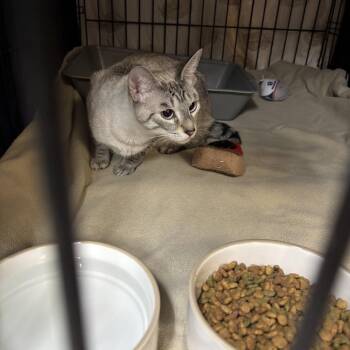 BLIZZARD -  Siamese Cat for Adoption in Hinesville, Georgia - BLIZZARD | PetCurious