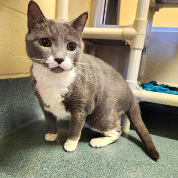 Taj -  Domestic Short Hair Cat Available for Adoption - Taj | PetCurious