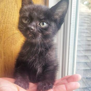 Tarot -  Domestic Short Hair Cat for Adoption in Buffalo, Minnesota - Tarot | PetCurious