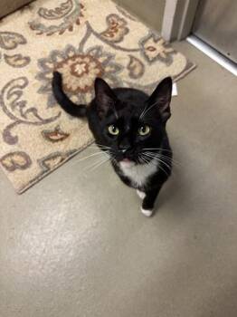 Domestic Short Hair Cats Available for Adoption in King William, Virginia - Jedi | PetCurious
