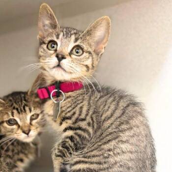 Domestic Short Hair Cats Available for Adoption in Aurora, Colorado - PEANUT | PetCurious
