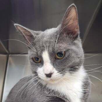 Luigi -  Domestic Short Hair Cat for Adoption in Auburn, Alabama - Luigi | PetCurious