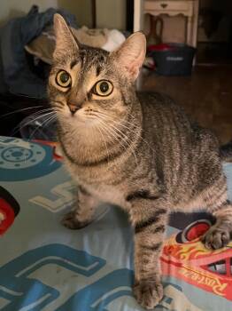 Tabby and Domestic Short Hair Cats Available for Adoption in Brookhaven, Mississippi - Gracie 26 | PetCurious