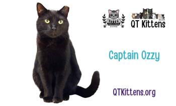 Captain Ozzy -  Domestic Short Hair and Bombay Cat for Adoption in Naples, Florida - Captain Ozzy | PetCurious