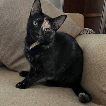 Violet -  Tortoiseshell Cat for Adoption in Honeoye, New York - Violet | PetCurious