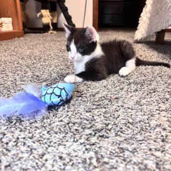 Meowlexander -  Domestic Short Hair Cat for Adoption in Wichita, Kansas - Meowlexander | PetCurious