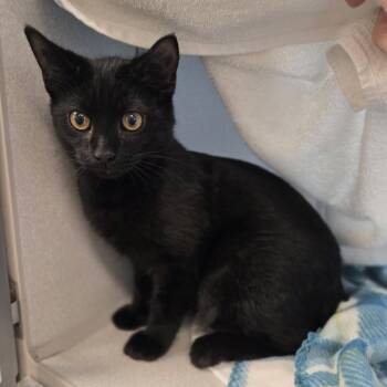 Jeff -  Domestic Short Hair Cat for Adoption in Pittsburgh, Pennsylvania - Jeff | PetCurious