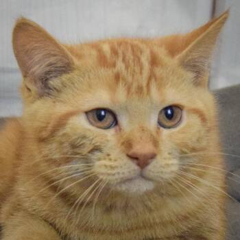 Ginny -  Persian and Domestic Short Hair Cat for Adoption in Huntley, Illinois - Ginny | PetCurious