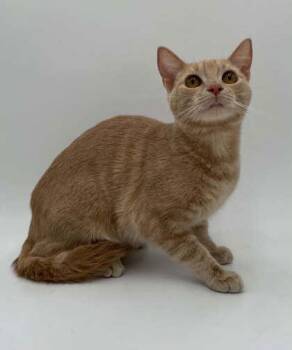 Sassy (Bonded W/Sissy) -  Domestic Short Hair Cat for Adoption in Bowling Green, Kentucky - Sassy (Bonded W/Sissy) | PetCurious