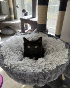 Rescue Domestic Short Hair Cats for Adoption in East Stroudsburg, Pennsylvania - Pugsley | PetCurious