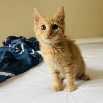 Weber Holland -  Domestic Short Hair Cat for Adoption in Eagle Mountain, Utah - Weber Holland | PetCurious