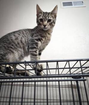 Tom -  Domestic Short Hair Cat for Adoption in Prineville, Oregon - Tom | PetCurious