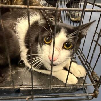 Notebook -  Domestic Short Hair Cat for Adoption in Greensboro, North Carolina - Notebook | PetCurious