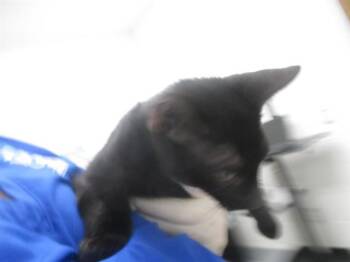 A388768 -  Domestic Short Hair Cat for Adoption in Ocala, Florida - A388768 | PetCurious