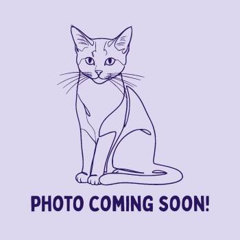 Little -  Domestic Short Hair Cat for Adoption in Bellingham, Washington - Little | PetCurious