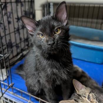 Gizmo -  Domestic Medium Hair Cat for Adoption in Wilmington, Ohio - Gizmo | PetCurious