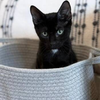 Taka -  Domestic Short Hair Cat for Adoption in Jupiter, Florida - Taka | PetCurious