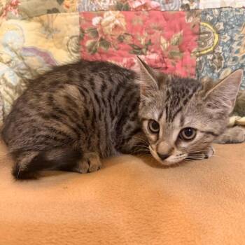 Belle -  Domestic Short Hair and Siamese Cat for Adoption in Lewisville, Texas - Belle | PetCurious