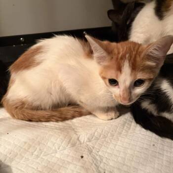 Slapdash -  Domestic Short Hair Cat for Adoption in South Euclid, Ohio - Slapdash | PetCurious