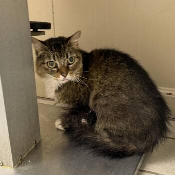 TUSC-Stray-85447 -  Domestic Short Hair Cat for Adoption in Tuscaloosa, Alabama - TUSC-Stray-85447 | PetCurious