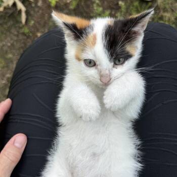 Domestic Short Hair Cats Available for Adoption in Baytown, Texas - Bubbles | PetCurious