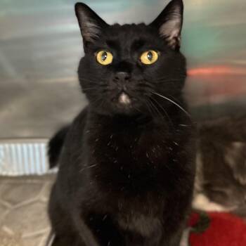 Arturo -  Domestic Short Hair Cat for Adoption in Matteson, Illinois - Arturo | PetCurious