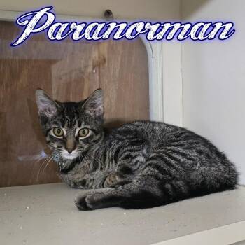 Paranorman -  Domestic Short Hair Cat for Adoption in Hillsboro, Ohio - Paranorman | PetCurious