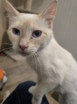 Florence -  Siamese Cat for Adoption in Vancouver, Washington - Florence | PetCurious