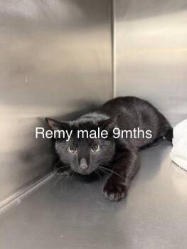 Domestic Short Hair Cats Available for Adoption in Amherst, Virginia - Remy | PetCurious