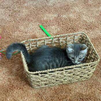 Petey -  Domestic Short Hair Cat for Adoption in La Grange, Kentucky - Petey | PetCurious