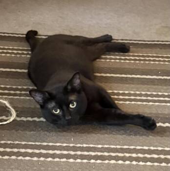 Zouzou-Pet Valu Mavis -  Domestic Short Hair Cat for Adoption in Mississauga, Ontario - Zouzou-Pet Valu Mavis | PetCurious
