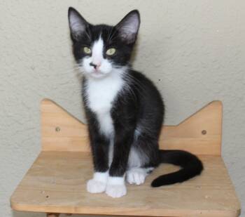 Rescue Domestic Short Hair Cats for Adoption in Huron, South Dakota - Blaze | PetCurious
