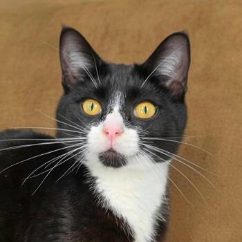 Domestic Short Hair Cats Available for Adoption in Cumming, Georgia - Tanner | PetCurious