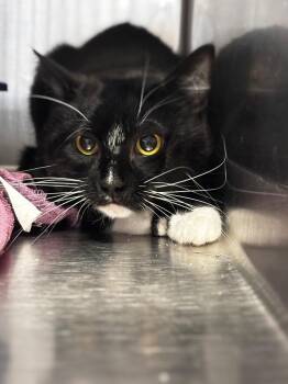 Domestic Short Hair Cats Available for Adoption in Lima, Ohio - Azriel | PetCurious