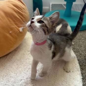 Colt -  Domestic Short Hair Cat for Adoption in Janesville, Wisconsin - Colt | PetCurious
