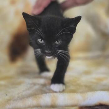 Dorian -  Domestic Short Hair Cat for Adoption in Gordonsville, Tennessee - Dorian | PetCurious