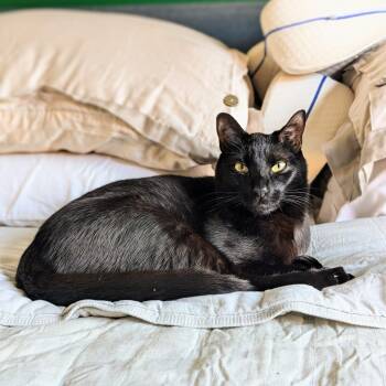 Rescue Domestic Short Hair Cats for Adoption in Seattle, Washington - Mali | PetCurious