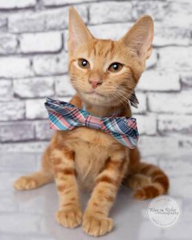 Bert -  Domestic Short Hair and Tabby Cat for Adoption in Tuscaloosa, Alabama - Bert | PetCurious