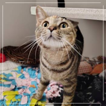 Mina Harker -  Domestic Short Hair Cat for Adoption in Dearborn, Michigan - Mina Harker | PetCurious