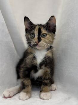 Pompom -  Domestic Short Hair and Calico Cat for Adoption in Greensboro, North Carolina - Pompom | PetCurious