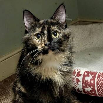 Eye Candy -  Domestic Medium Hair Cat for Adoption in Richmond, Virginia - Eye Candy | PetCurious