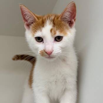 Sailor Uranus -  Domestic Short Hair Cat for Adoption in Champaign, Illinois - Sailor Uranus | PetCurious