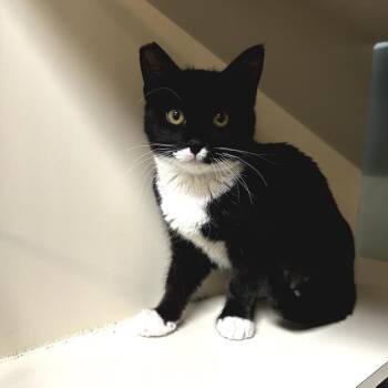 Domestic Short Hair Cats Available for Adoption - Tweet | PetCurious
