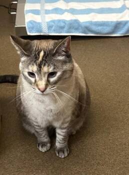 Cheese -  Domestic Short Hair Cat for Adoption in Wichita, Kansas - Cheese | PetCurious