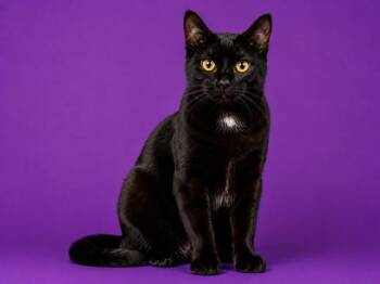 BEET ROOT -  Domestic Short Hair Cat for Adoption in Jacksonville, Florida - BEET ROOT | PetCurious