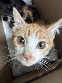 Shrimp -  Domestic Short Hair Cat for Adoption in Oakland, California - Shrimp | PetCurious