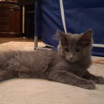 Fetch -  Domestic Medium Hair Cat for Adoption in Greenwood, Indiana - Fetch | PetCurious