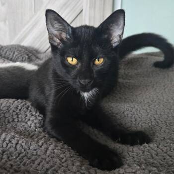 Rescue Domestic Short Hair Cats for Adoption in Beulaville, North Carolina - Mowgli | PetCurious